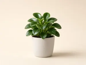 Peperomia